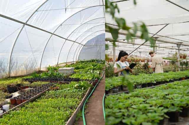 Plant Nursery Business in Hindi